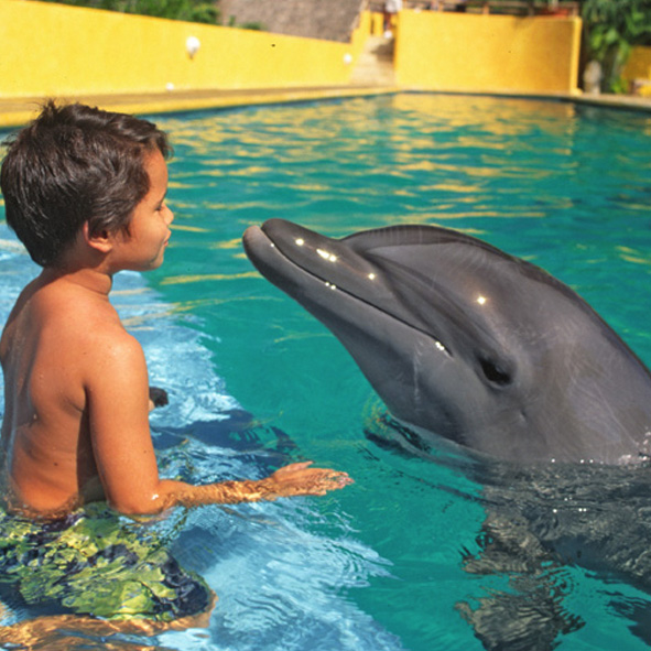 Nado con delfines en Riviera Nayarit